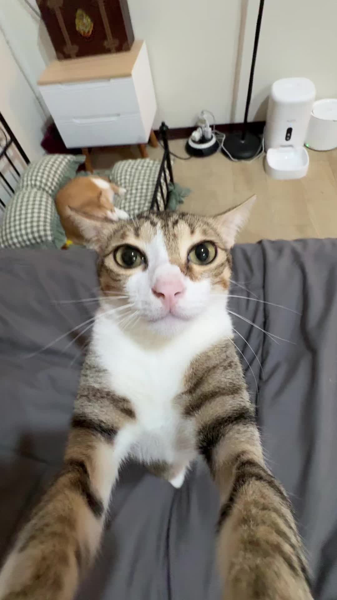 Sashi join dulu ya 😂 #kucingtiktok #kucing #kucinglucu 