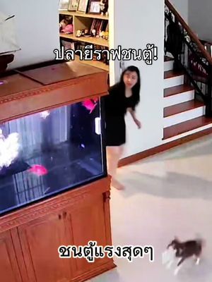 ปลาดุกยีราฟที่เลี้ยงมา6ปี ตั้งแต่ตัวเท่าฝ่ามือจนตอนนี้ยาว 50 ซม เกิดอาการดีดชนตู้แรงมากๆ แล้วก็ไปสวรรค์เลย #ปลายีราฟ #chihuahua #catfish