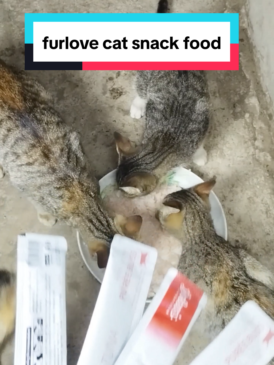 3 pesos lang may masarap ng ulam ang mga alaga ko #furlove #catfood #catwetfood 