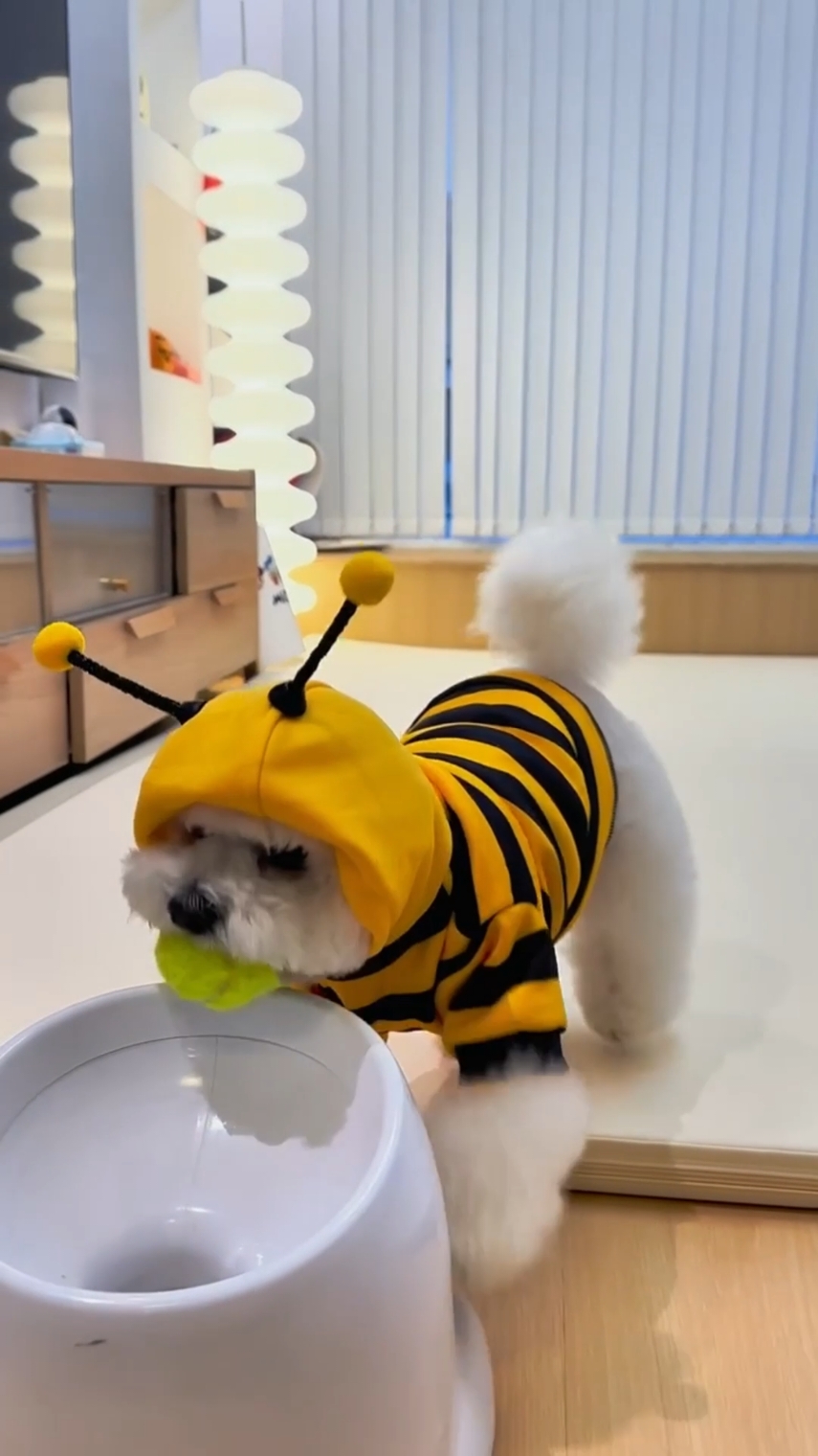 Áo ong cute cho cún yêu thoải mái chơi đùa #quanaochomeo #phukienthucung #aochochomeo #dog #thucung #aochothucung #quanaothucungcute #cute 