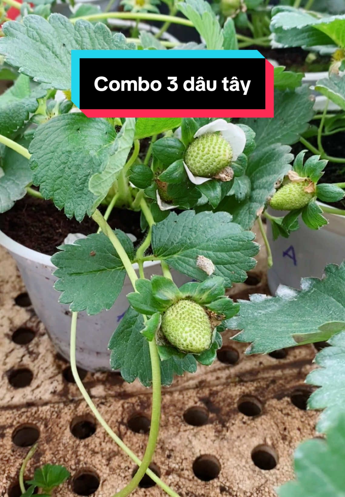Combo 3 chậu dâu tây có quả #Samgarden #dautaychiunhiet #caydautay #dautay 