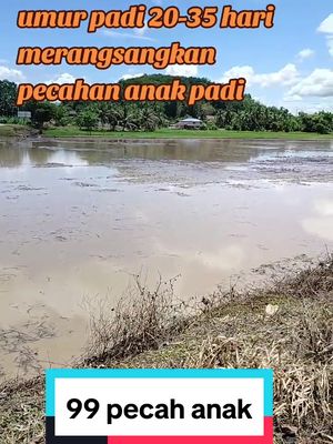 baja 99 pecah anak padi merangsangkan pertumbuhan akar serabut padi..#baja99pecahAnak #Bajasemburanpadi99pecahAnak #99pecahanakpadi #merangsangkanpecahanakarpadi#Anasracuntiktok 