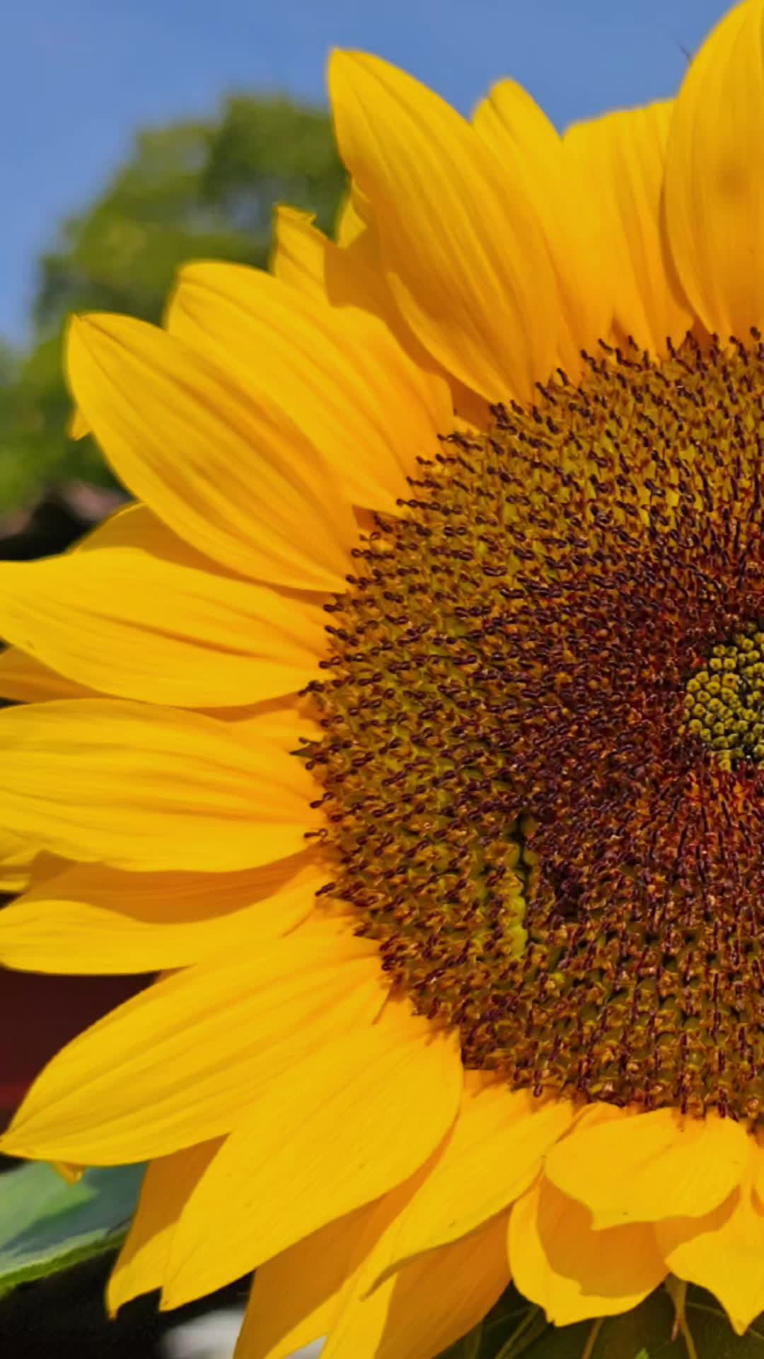 Getting Started with Seeds: Understanding Germination Growing from seeds is a rewarding, budget-friendly way to fill your garden with a wide variety of plants. Whether you’re a beginner or a seasoned gardener, these tips will help you get started! Starting from seeds means you can pick varieties that thrive in your specific climate. You can also choose seeds bred for disease resistance, which can give your garden a head start in staying healthy and productive. A single packet can yield dozens or even hundreds of plants for a fraction of the price of buying starts. Plus, you get to experiment with unique and heirloom varieties that might not be available as transplants! Understanding Germination Germination (noun): The process by which a seed develops into a seedling. It typically begins when a seed absorbs water, swells, and the embryo inside starts to grow. This includes the emergence of the radicle (root) and the shoot. Conditions such as moisture, temperature, and oxygen availability are crucial for germination to occur. Germination rate is a key factor when starting seeds. It’s essentially the percentage of seeds that will successfully sprout. Older seeds typically have a lower rate, so fresher seeds are often a better bet. Ideal conditions like consistent moisture, the right temperature, and good soil contact can help you maximize that germination potential! ***Seed freshness is crucial because older seeds often have lower germination rates. It’s not just about the cost—it’s about the time and effort you invest in your garden. If you have limited space and you’re waiting for seeds that may never sprout, it can set back your entire growing season. Using fresh seeds maximizes your chances of success and helps make the most of your gardening efforts! Maintaining the right temperature is crucial. Most seeds germinate best between 65 to 80 degrees Fahrenheit. Some might need a bit more warmth, especially things like peppers or tomatoes. Keeping them in a warm spot or using a heat mat can make a big difference. And consistent moisture is key—damp but not soggy soil will keep those seeds happy! Germination timelines vary widely depending on the plant. Some seeds, like radishes, might sprout within 48 hours, while others, like peppers or herbs, can take 7 to 14 days or longer. Patience and attention to detail are key—just keep conditions consistent, and your seeds will sprout in their own time! Knowing the germination timeframe for each seed type is essential for effective planning. For example, seeds that germinate within a couple of days, like radishes, should be planted separately from seeds that take longer, such as peppers or parsley, which might require 7 to 14 days. This way, you can adjust lighting, watering, and space for each batch, ensuring all seedlings get what they need without overcrowding or neglecting any slower growers. Some seeds require special treatments to break dormancy. Scarification, which involves nicking or scratching the seed coat, helps water penetrate tough outer shells. Stratification, or exposing seeds to a period of cold, mimics winter conditions and signals to the seed that it’s safe to germinate. These techniques are often necessary for certain perennials, trees, and wildflowers to ensure successful sprouting. Most common vegetable seeds, such as tomatoes, lettuce, or beans, don’t require these special treatments and will germinate readily with basic care. However, if you’re starting more unique seeds like raspberries or some native perennials, they might need scarification or stratification to germinate successfully. It’s always a good idea to check the specific needs of any specialty seeds you’re planting! Seed coatings are applied for a variety of beneficial reasons. Some seeds are enveloped in a clay coating and pelleted, making them easier to handle and allowing them to pass more smoothly through planting