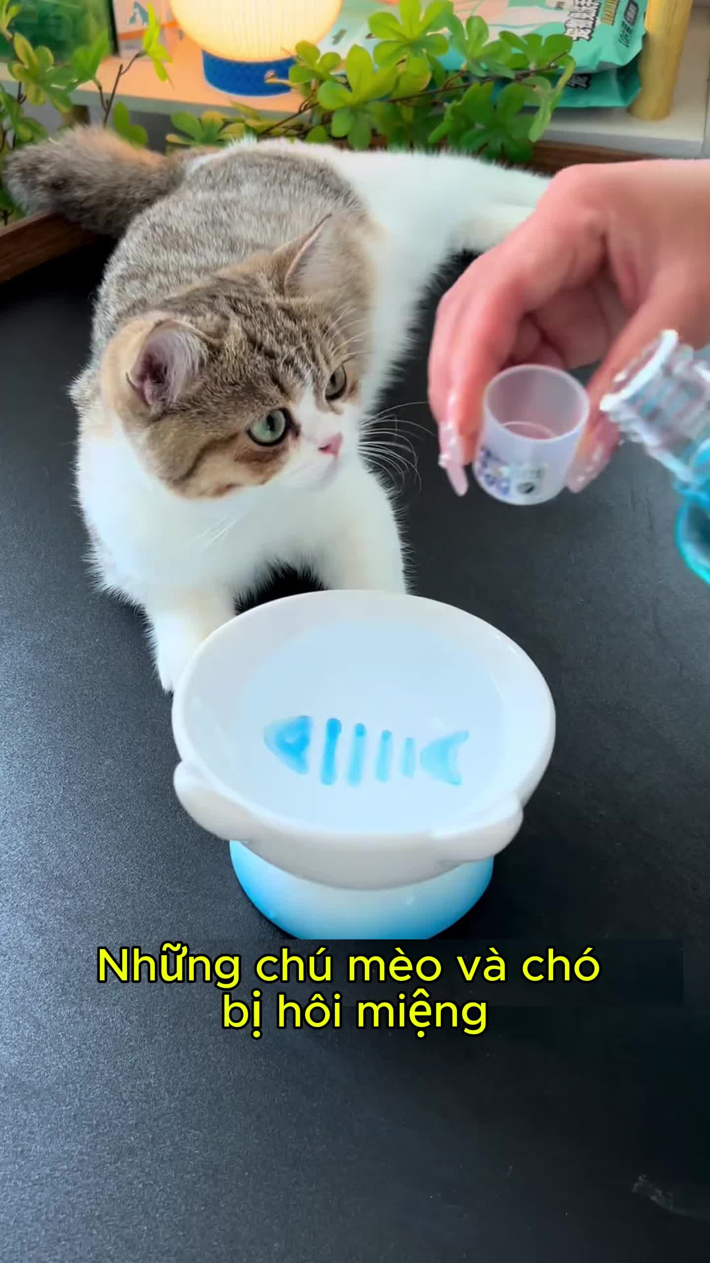 Nước súc miệng dành cho bé cưng . Giúp bé không bị hôi miệng , răng sạch #petone #pet #cat #dog #chomeo #nuocsucmiengpetone #nuocsucmiengthucung #thucung 