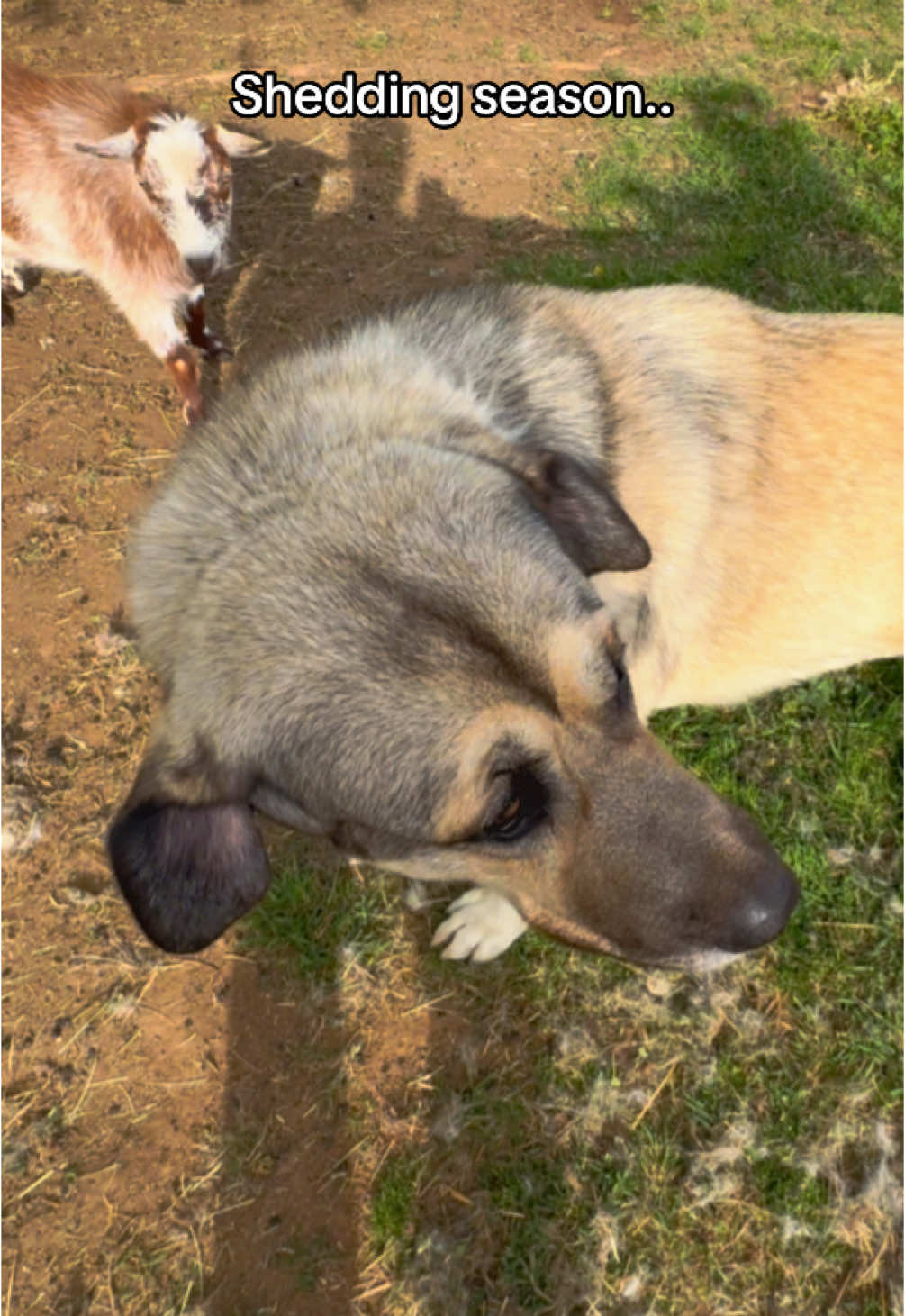 Only $8.99👀 Bo, Lily and Recon cat are next. #livestockguardiandog #anatolianshepherddog #farm #sheddingseason #shedding #doggrooming 