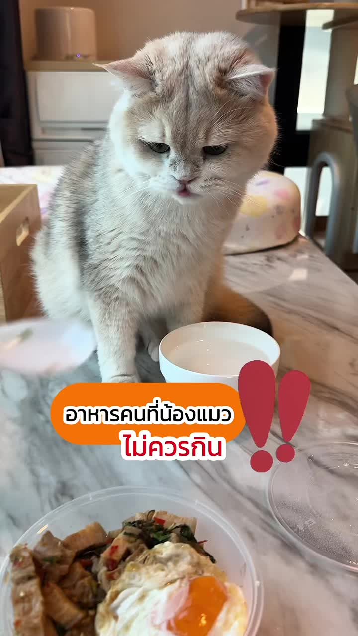 เมื่อน้องแมวอยากกินกะเพรา ปะป๊าเลยต้องจัดมื้อพิเศษให้ อร่อยกว่ากะเพราปะป๊าแน่นอนนน #biteofwild #ไบท์ออฟไวลด์ #แมว #แมวน่ารัก #สวนสัตว์tiktok 