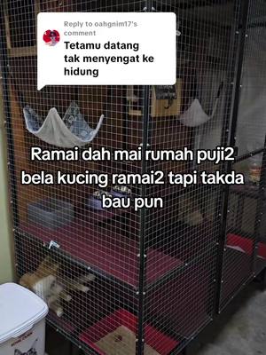 Replying to @oahgnim17 kita jaga dia bersih takdak la baunya😂😂 #pecintakucing #kucingtiktok #fyp 