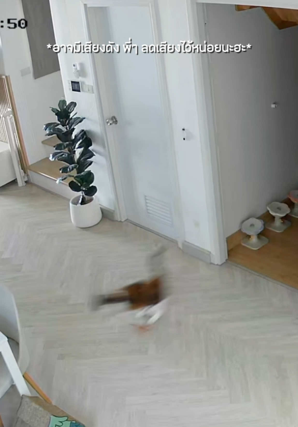 แมวไหนสร้างเรื่อง?  #ชิเอลแมวมึน #คิรัวร์ตัวป่วน  #มิเรย์ยัยตัวแสบ #ของเล่นแมว  