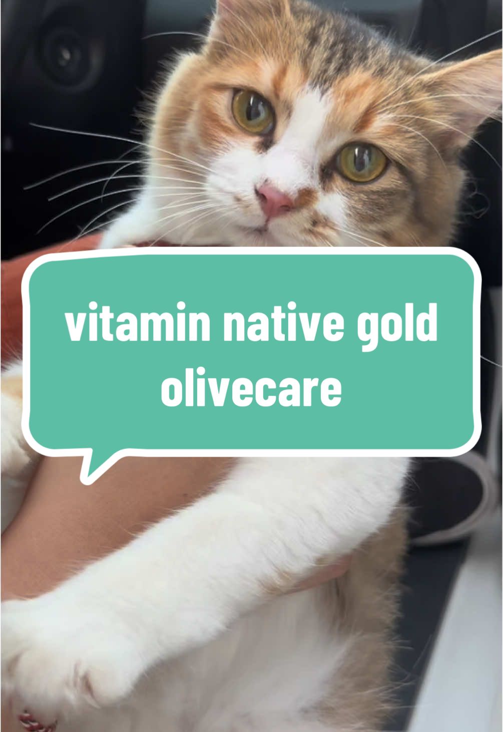 #langkahberani #olivecare #nativegold #nativebyolivecare jangan kaget klo kucing kalian makannya jd tambah lahap stlh di kasih vitamin native gold!!  @Olive Care Official Shop 