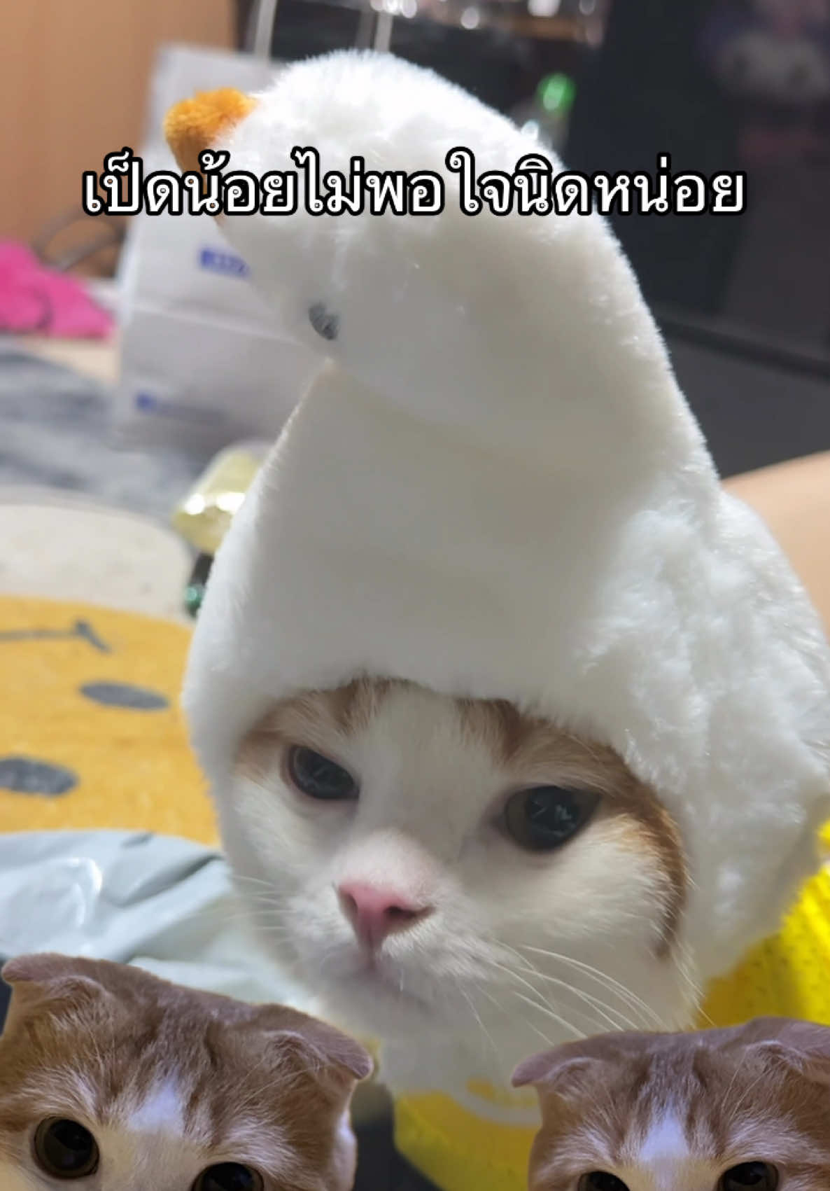 เติมแมวกันรึยัง 😆