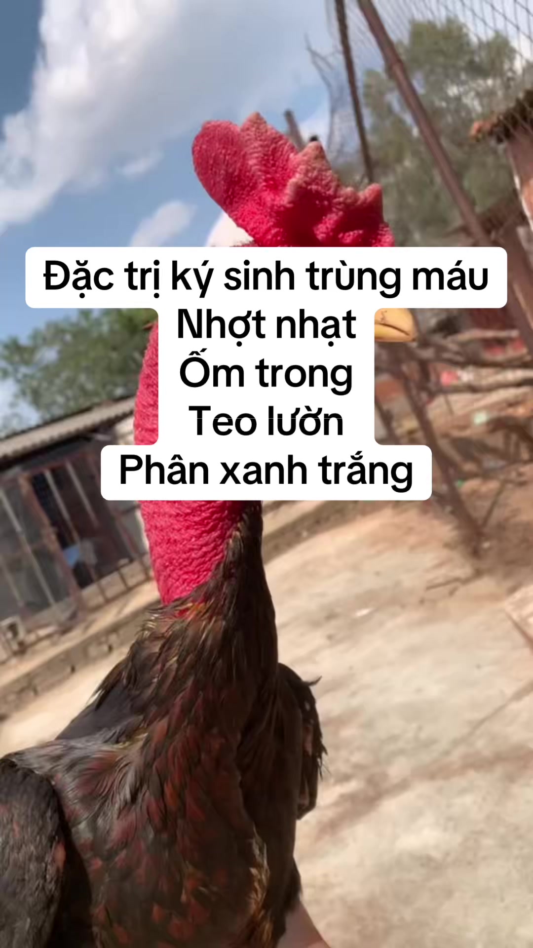 Bộ đôi đặc trị kí sinh trùng máu#gachoivietnam #gàchoivietnam🇻🇳 