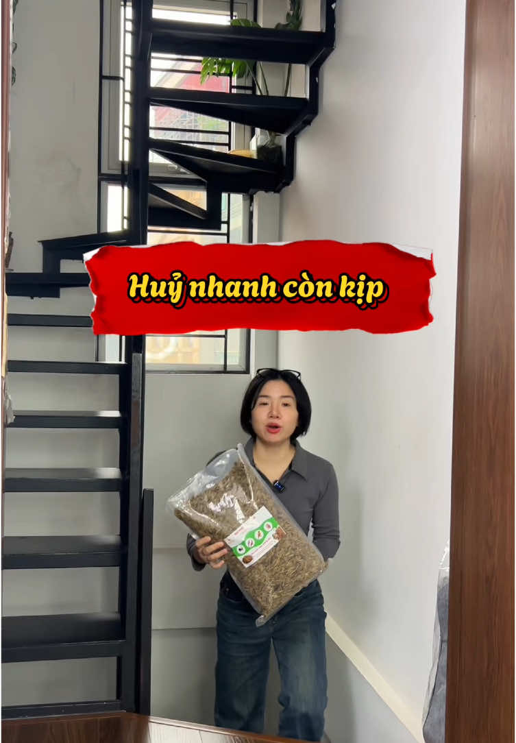 Sâu canxi sấy phồng. Sâu canxi sấy khô. Sâu canxi cho gà. #ngahamina #saucanxi #saucanxisaykho #saucanxichoga 