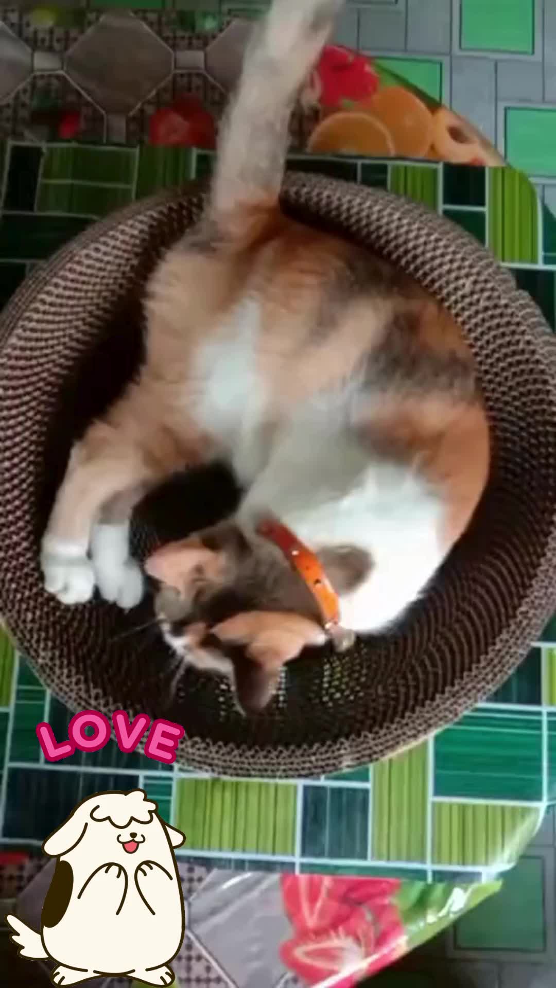 Cakar Kucing Besar Murah  #funnycat #kucingoren #kucing #kucinggemoy #catlovers #catsoftiktok 