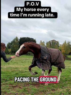 They always know when you’re running late. Sox loves playing in his field but sometimes I just wish he’d hurry up and let me catch him. #equestrian #stallion #equestriantok #horses #fyp 