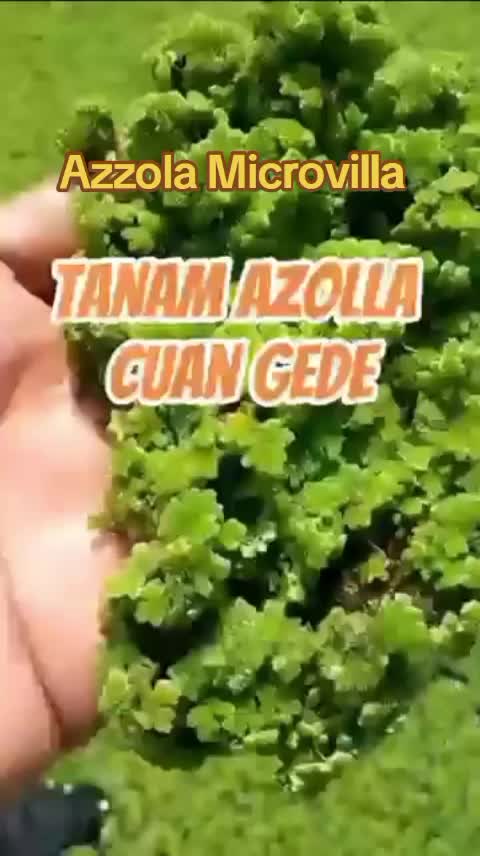 Azzola Tanaman Pengganti Pakan Ternak #azolla #ayam #kandangayam #farm #peternak #farmfarming #bisnis #umbaran #ayampetelur 