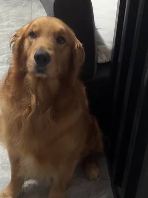 Tanggol humanda ka na 🤭 #trexy #dogsoftiktok #fypシ #goldenretriever 