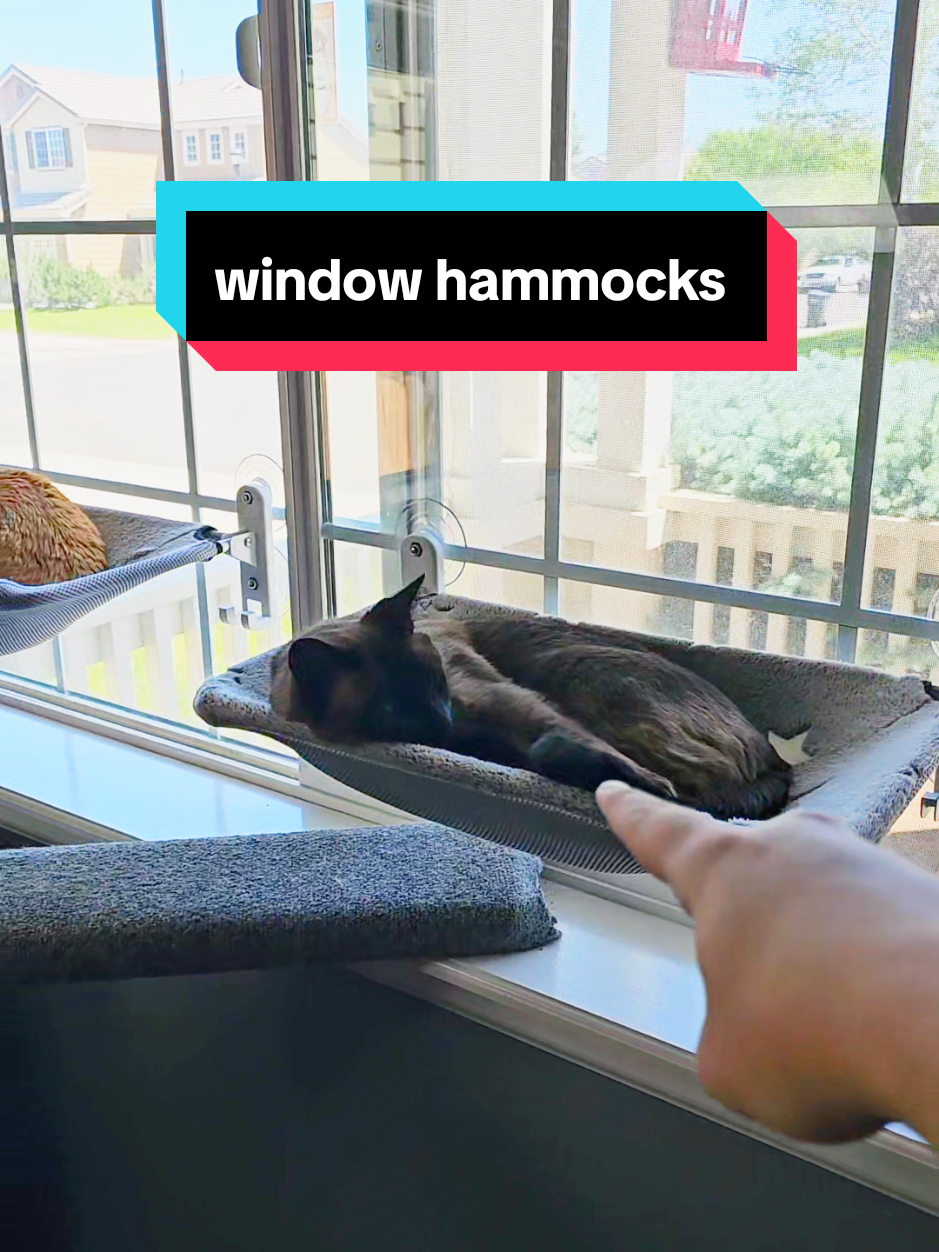 #cats #cat #hammock #cathammock #catloaf #loaf #petparent 