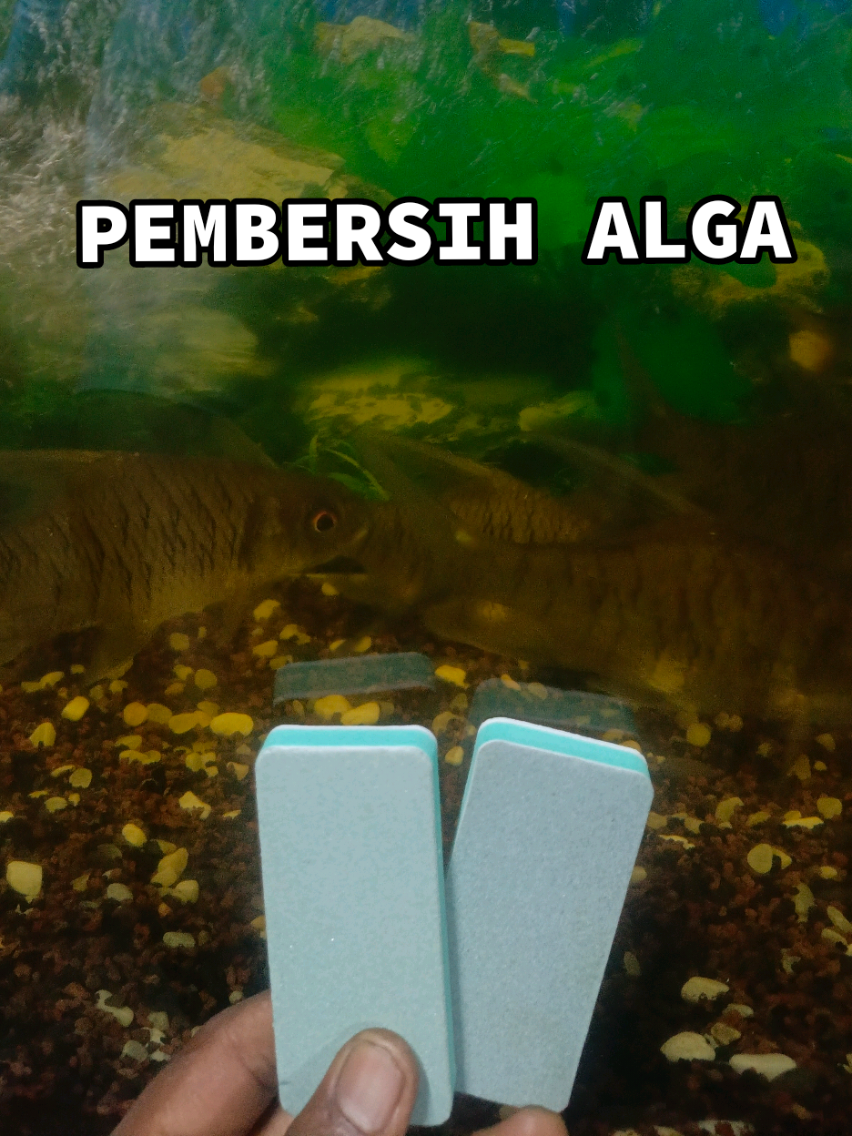 Pembersih Alga Aquarium #aquarium #aquariumfish #aquariumhobby #Penggosokalga #alga @snugglepetsmy_shop 