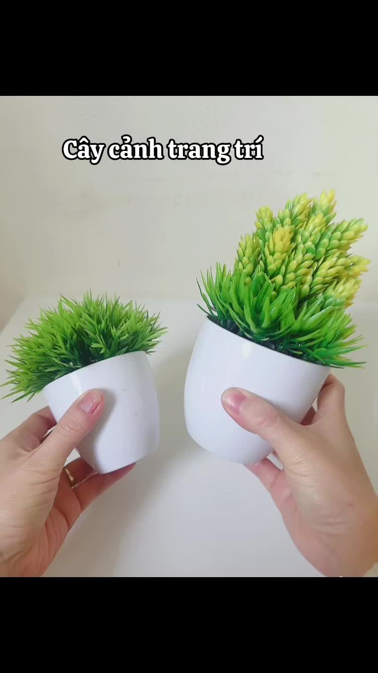Cây cảnh trang trí decor#xuhuong #caycanhnghethuat #tiêpthilienkettiktokshop 