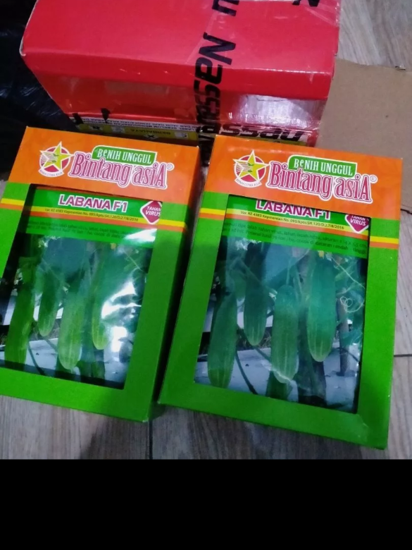 bibit timun labana f1 #bibittimun #timun #bonteng #petanitimun #petanitimun🥒 #petanibonteng #petani 