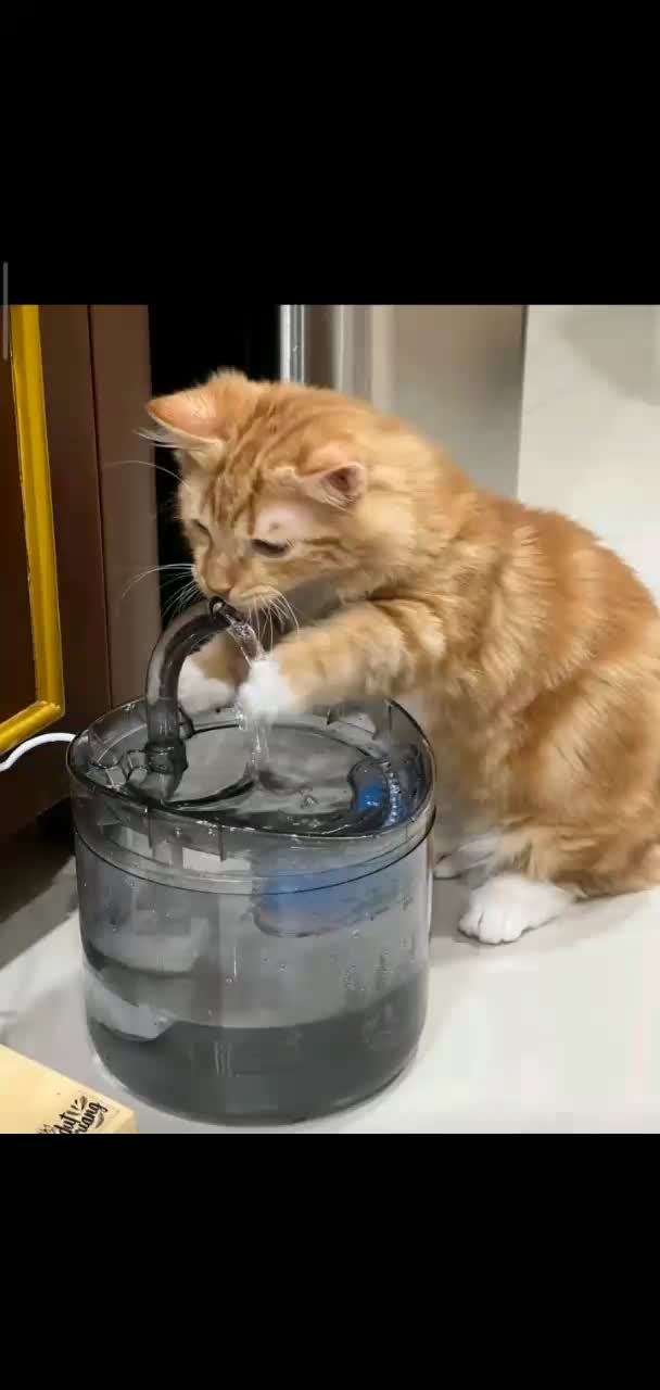 #dispenserkucing #dispenserminumankucing  #tempatminumkucing 