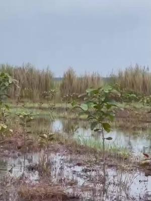 ae mua mồi vào shop e tham khảo nha, e xài f35 đi nổi#cauca #xuhuong #f35 #lure 
