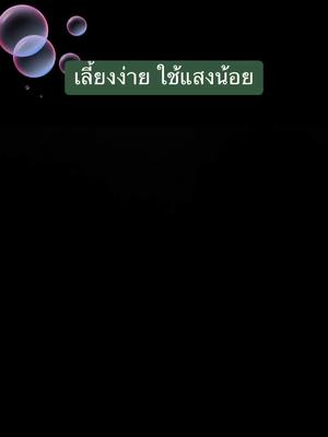 ต้นไม้น้ำ อนูเบียสเลี้ยงง่ายใช่แสงน้อยไม่ต้องใช่CO2 #ร้านข่อยต้นไม้น้ําเเละปลาสวยงาม #ร้านข่อยต้นไม้น้า #ต้นไม้น้ํา #ต้นไม้น้ําสําหรับตู้ปลา #ราคาถูก #ดูแลง่าย #จัดตู้ไม้น้ํา 
