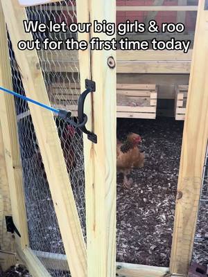 Happy Sunday from the funny farm! #greenacres #funnyfarm #chicken #eggtopia #deviledeggs #foryoupage #hoopcoop 