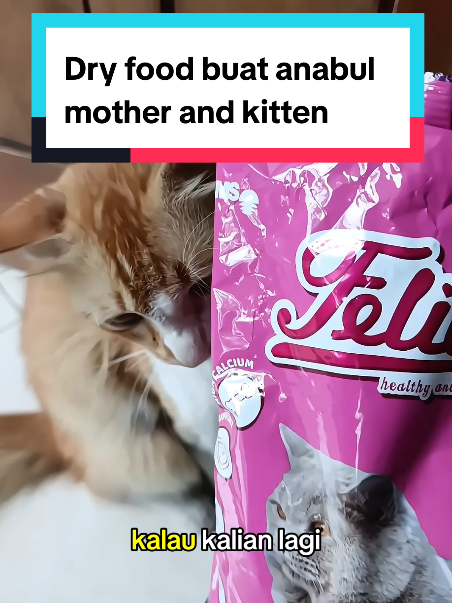Felibite makanan kucing dry food #felibite #makanankucing #dryfoodcat #petfood 