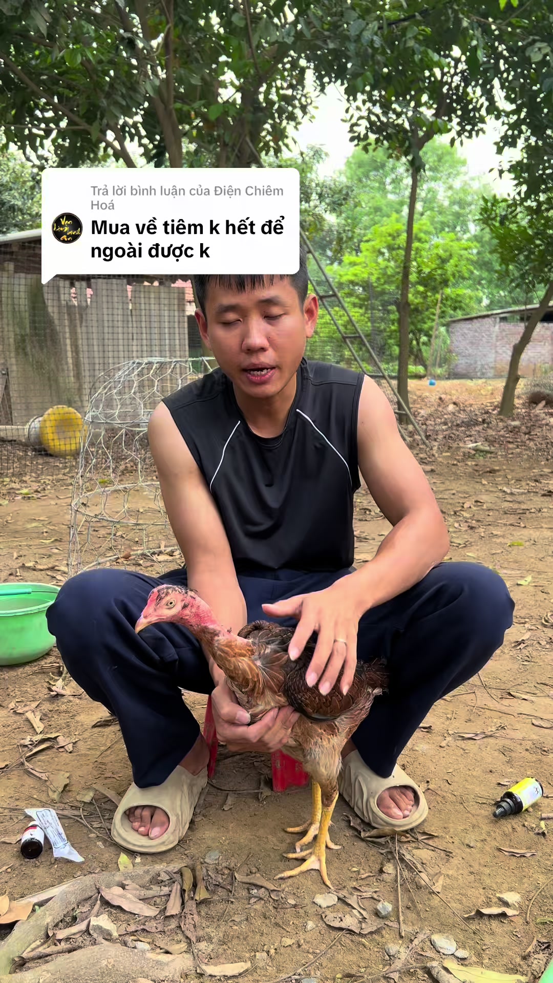 Trả lời @Điện Chiêm Hoá ok ae #?gachoivietnam🐓🐓🐓 #?gachoivietnam🐓🐓🐓gachoivietnam #?gachoivietnam🐓🐓 #bottomquyenbavi #gachoivietnam #gachoivietnam #benhgachoi 