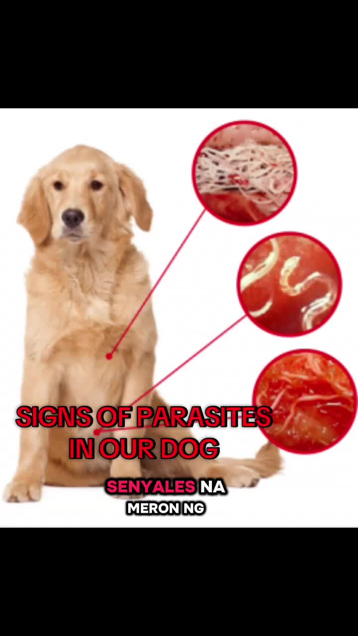 FenbendaZole tablet deworming for dogs and cats.. regular deworming is a must.. kindly click the yellow basket to check out  #puainta #puaintaph #tiktokaffiliate @puaintapets 