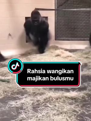 Siapa2 kat sini majikan bulusnya berbabu busuk. Tekan beg kuning skrg🥰 #catsoftiktok #catlover #petsoftiktok #funnycat 