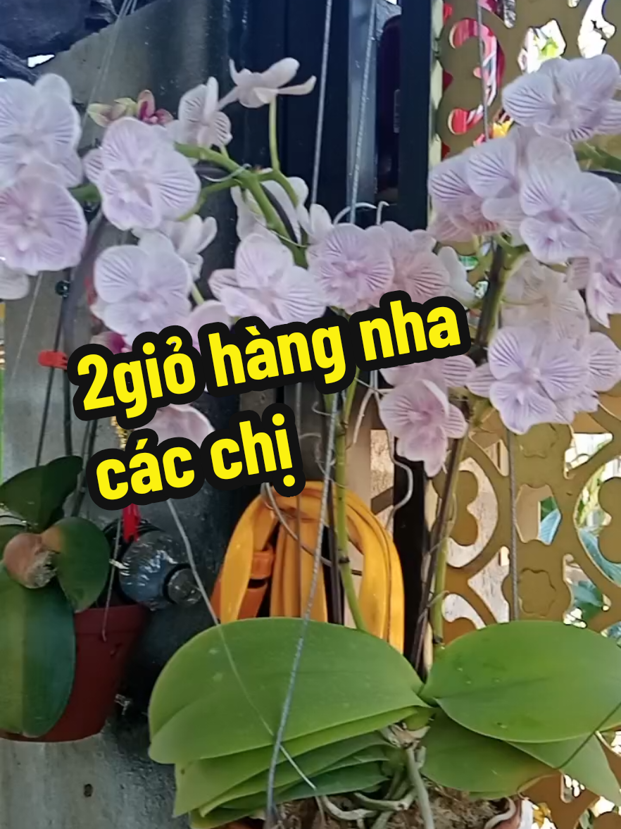 #xuhuongphatphap #xuhuongphatphap #tiepthilienkettikokshop #xuhuongphatgiao🙏🙏🙏 #tiepthilienkettikokshop💵💸 