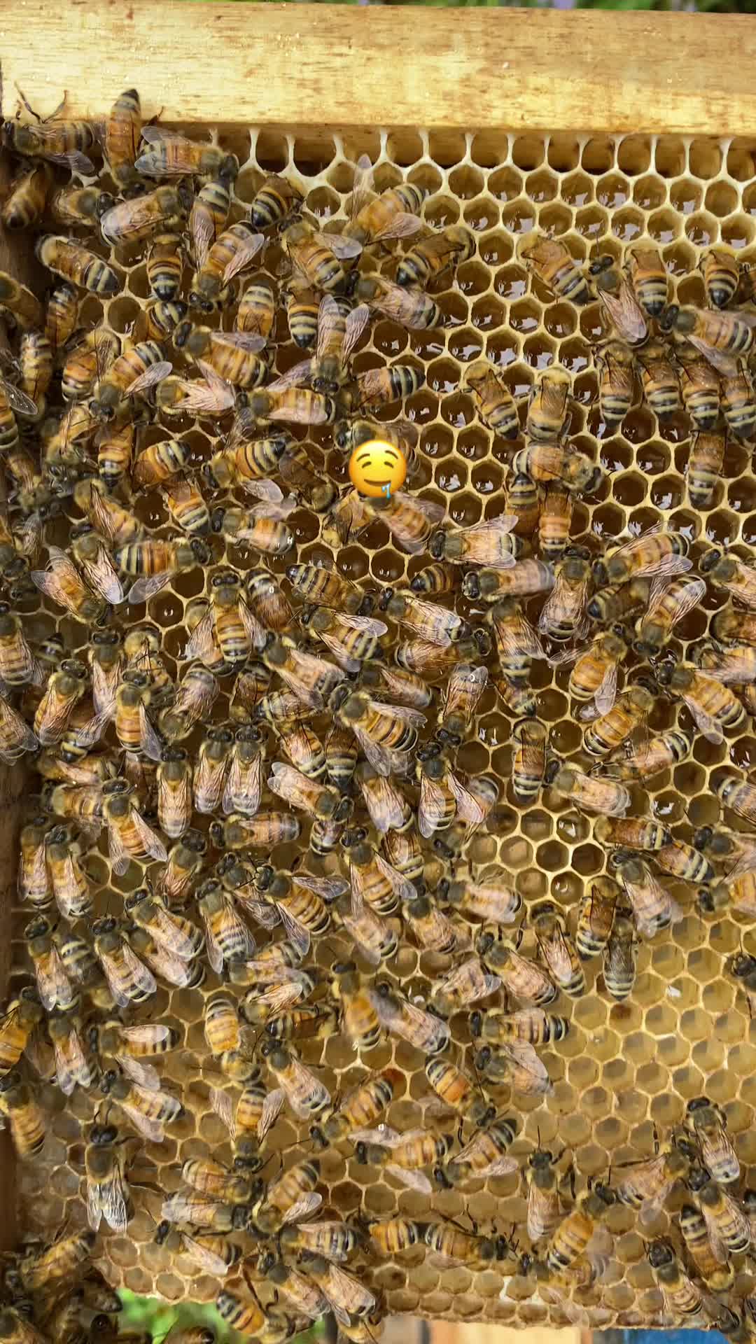 Silahkan yang membutuhkan madu murni bisa cek kranjang kuning⬆️⬆️⬆️ #madu #maduasli #madumurni #madulebah #lebahhutan #lebahmadu #beekeeper #beekeeping #beehoney #fyp #fypage #fypdong #fypviral #fyppppppppppppppppppppppp 