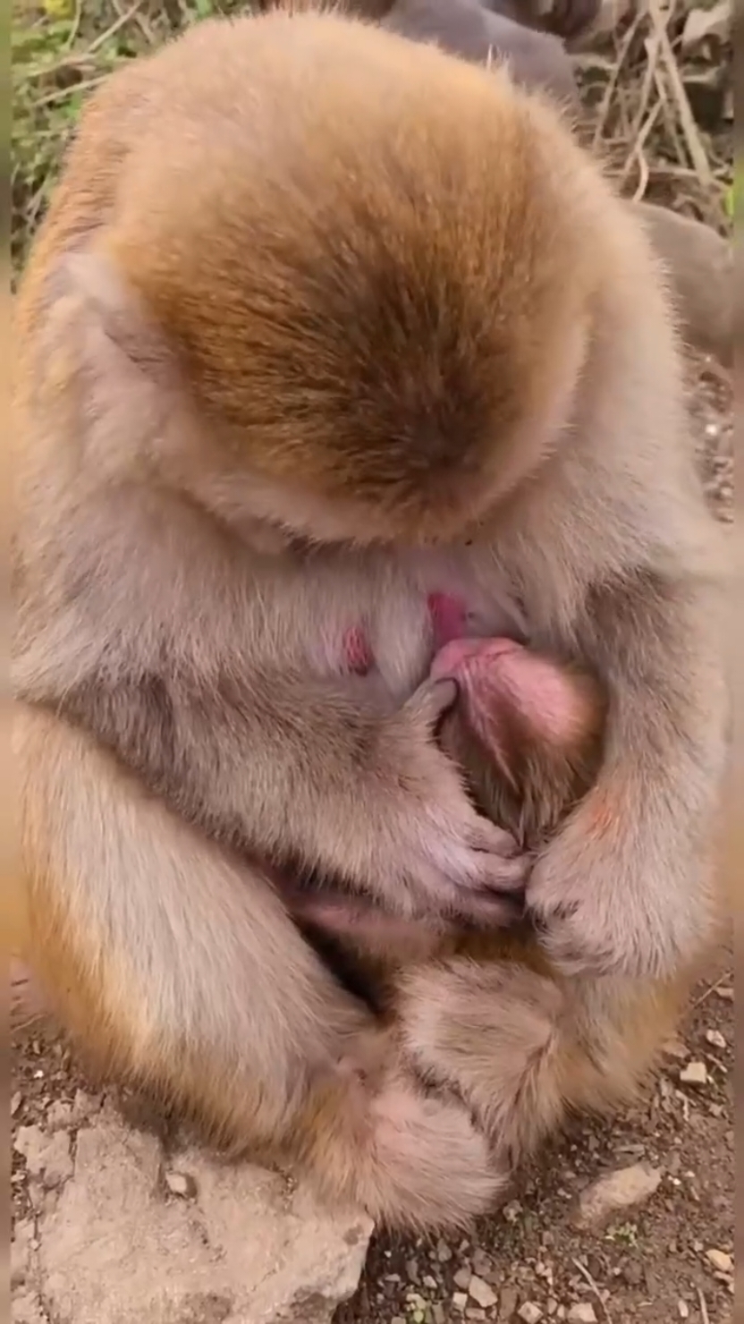Monkey loving the baby and protecting from rain🥰 #monkey #monkeys #monkeybaby #bandar #motherslove #motherslove_never_ends #monkeysoftiktok #monkeyslove #love #affection #fyp #viral #usa 