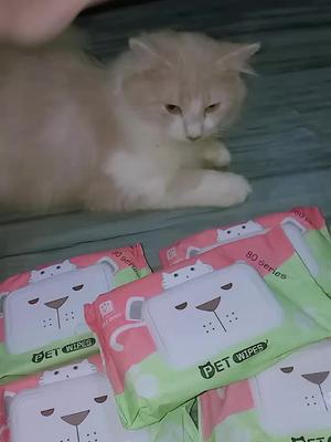 #petwipes #cat #catsoftiktok #catlover #fyp #checkoutnow 👇😻💖💖💖
