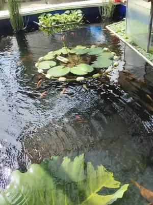 #komediankocak #nyorangan #angkringansandi @DIWONG 🙏 @SandiMuhammad02 @S A N D I