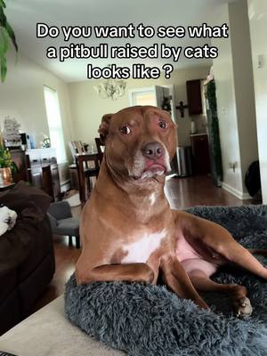 Part cat part … Mainecoon ? #pitbullmix #pitbullsoftiktok #bullybreeds #catdog #dogsoftiktok 