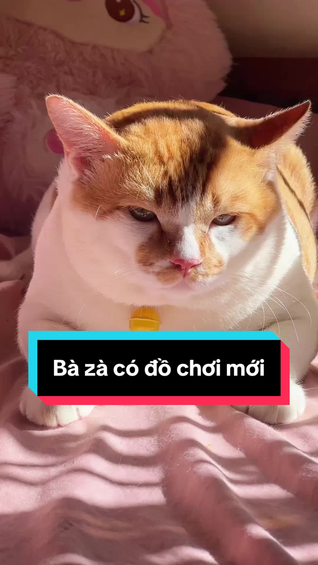 Đồ chơi mới của bà zà #rangerdk2 #domdungdinh @Ín Phan 