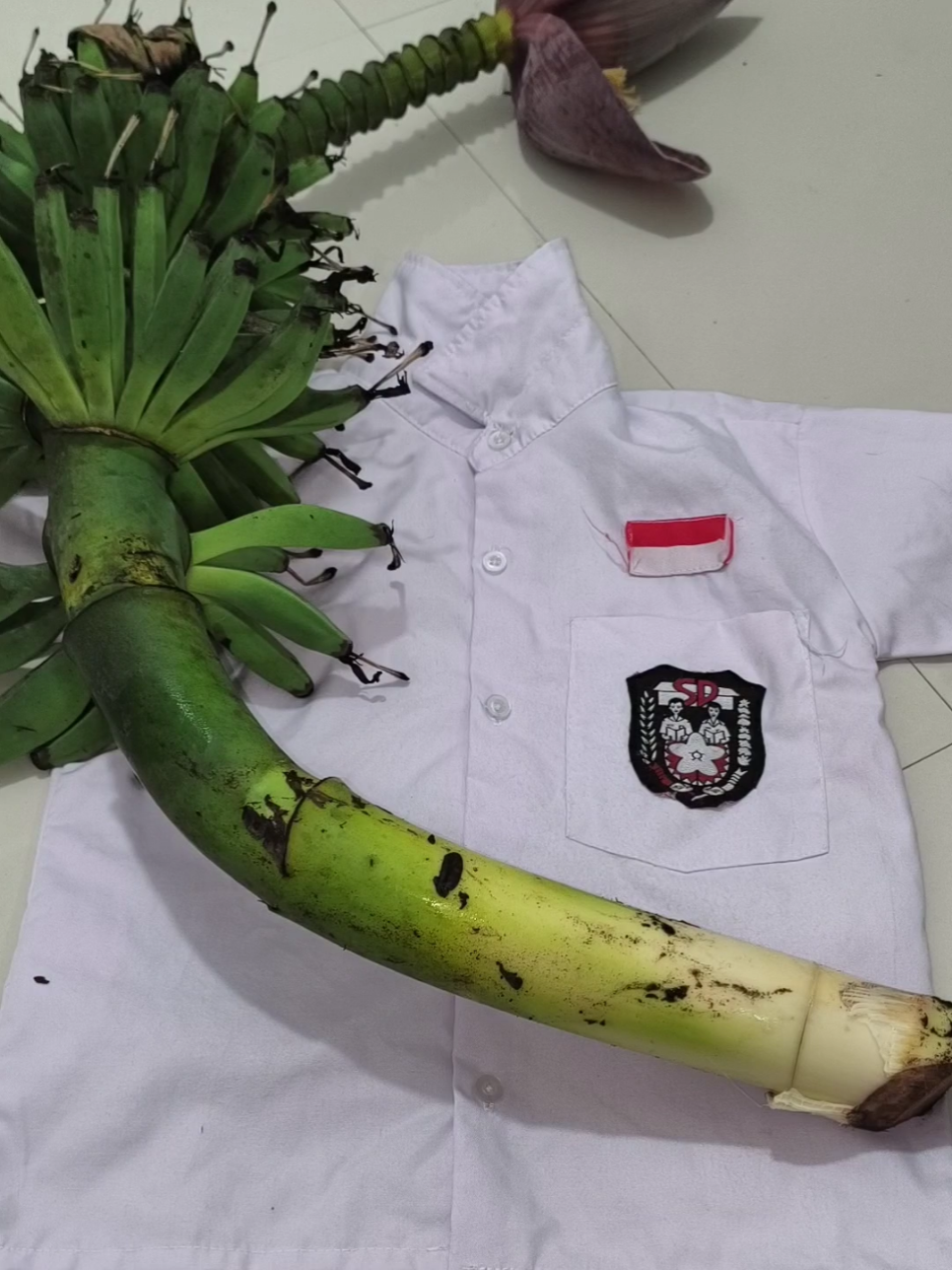 noda getah pisang di seragam putih apakah bisa hilang #pembersihnoda #pembersihnodajamur #pembersihnodapakaian #pembersihnodamembandel #unikleen