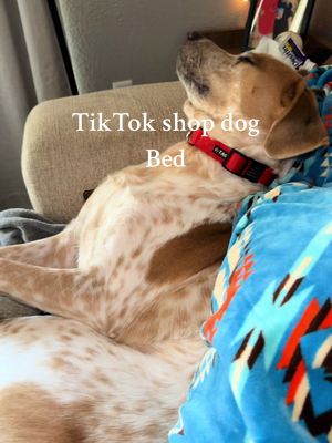 They really do love this bed🧸 #anxietydogs #dogbed #calmingdogbed #tiktokshop #animals #tiktok #fyp #jilworld 