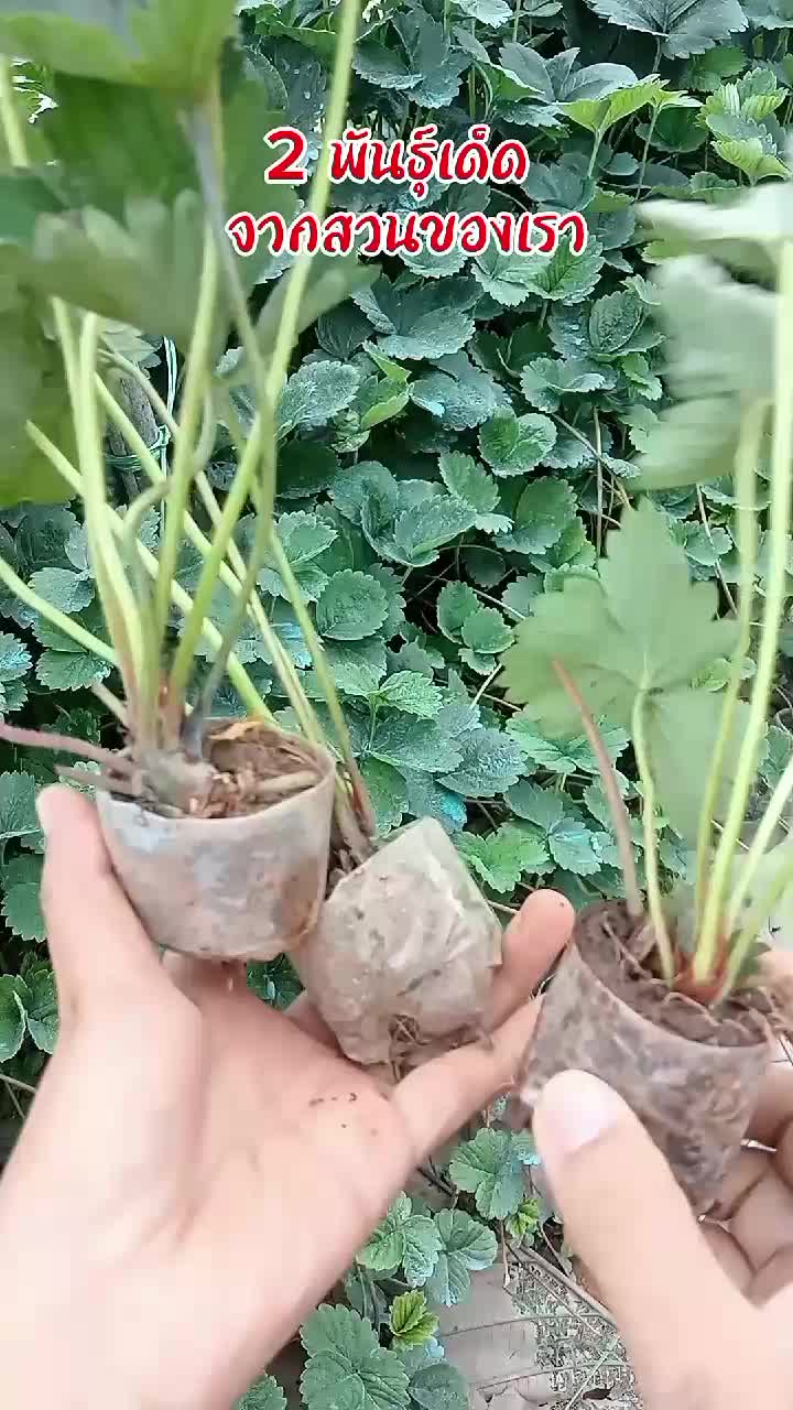 ต้นสตรอเบอร์รี่#ต้นกล้าสตรอเบอร์รี่ #สตรอเบอร์รี่ #ปลูกเองกินเอง #creatorsearchinsights #ti̇ktok #viral #ปลูกสตรอว์เบอร์รี่ #สตรอเบอรี่ #สตรอเบอร์รี่ #ปลูกผักกินเอง #ต้นไม้นําเข้า #ต้นกล้าสตรอเบอร์รี่ #สตอรี่_ความรู้สึก😔🖤🥀 #สดจากสวน #ต้นไม้สวยๆ 