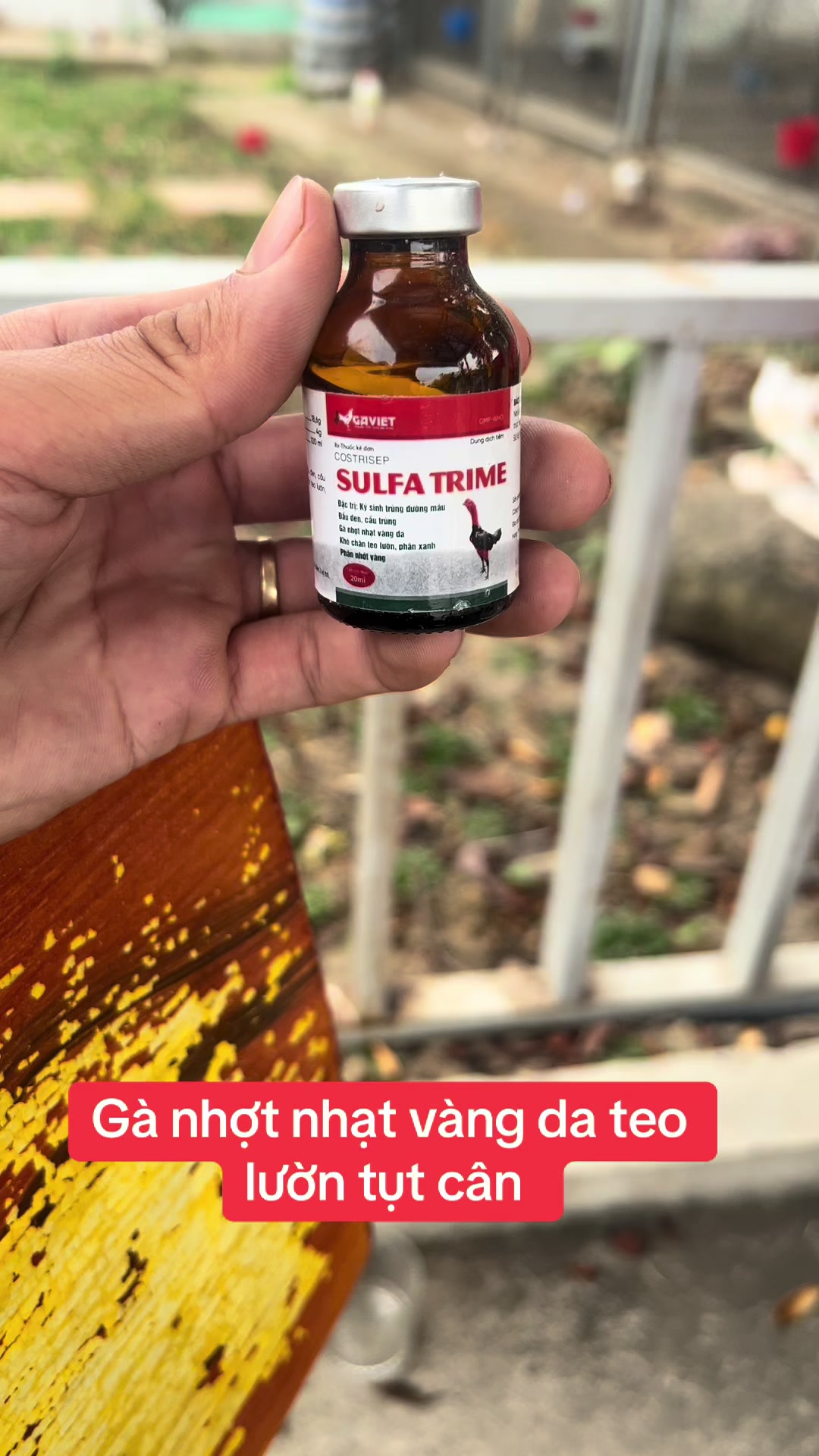 1 lọ tặngg 1 detox #?gachoivietnam🐓🐓🐓gachoivietnam #?gachoivietnam🐓🐓 #?gachoivietnam🐓🐓🐓 #benhgachoi #bottomquyenbavi #quyenbavi #gachoivietnam 