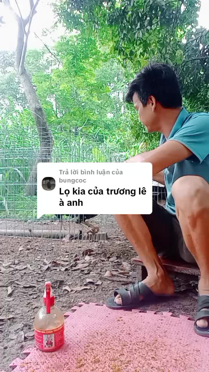 Trả lời @bungcoc MÔI CÓC VÀ CHAI OM TRƯƠNG LÊ CHO GÀ CHỌI #hoangphonggadon #creatorsearchinsights #xuhuong #thinhhanh #gachoivetnam #moicoctruongle #tiktokshop #muataitiktok 