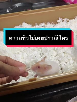 กิมจิเจ้าหนูจอมขุด🐹 #tukkeyjangรีวิว #ช้อปดีมีเทรนด์ #ทรายอาบน้ําหนูแฮมเตอร์ #กิมจิเจ้าหนูแฮมสเตอร์ #แฮมสเตอร์ #กระดาษรองกรง #กระดาษรองกรงหนูแฮมเตอร์ #แฮมเตอร์ไจแอนท์    @@Tukkeyjang @@Tukkeyjang @@Tukkeyjang