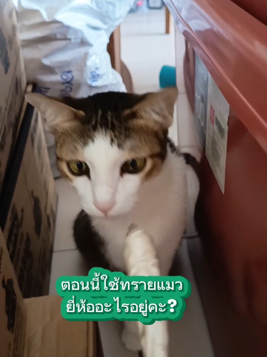 ทรายแมว two two pet ทรายแมวจากเกาหลี ปราศจากฝุ่น 99.99% ดับกลิ่นได้ 2 เท่า จับตัวเป็นก้อนได้ดี #ทรายแมว #ทรายแมวเบนโทไนท์ #ทรายแมวtwotwopet #ทาสแมว #ของใช้มงลง #ttsเลเวลอัป 