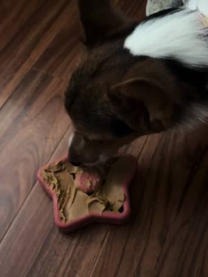 #freezbone #christmasgifts #corgi #corgisoftiktok #Chihuahua #tiktokmademebuyit