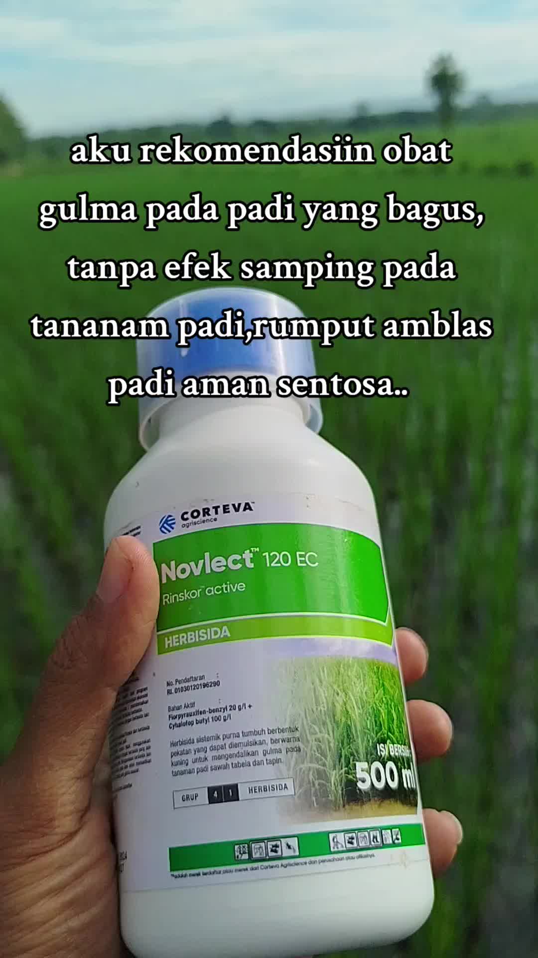 novlect 120 EC herbisida ampuh mengatasi rumput yg tumbuh di tanaman padi tanpa pengaruh di tanaman padi#corteva #novlect #racunrumput #petaniindonesia🇮🇩🇮🇩🇮🇩🌿🌿 #fypシ゚viral 