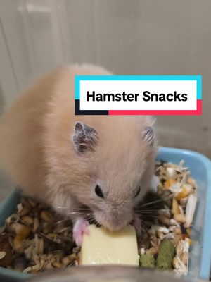 #hamstersnacks #hemstertiktok #makananhamster #hamster #myhamster 