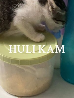 Ako nalang magpa dede sa sarili ko. #kitten #catvideo #liitupdate